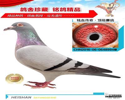 金偉魚行老雄頂級之子