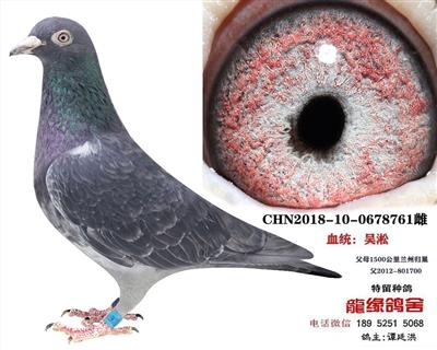 吴淞种鸽1