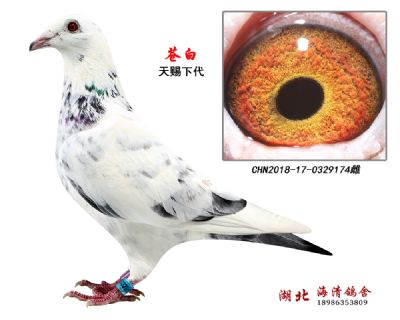 苍白天赐下代174