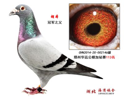 全友国际罗宾回血,冠军之父146