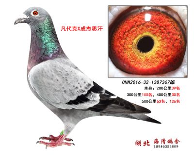 多次500公里高位367
