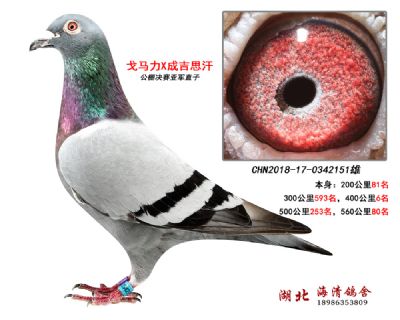 公棚决赛亚军直子151