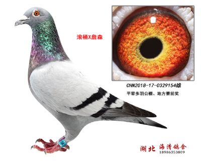 海清鸽舍主力154