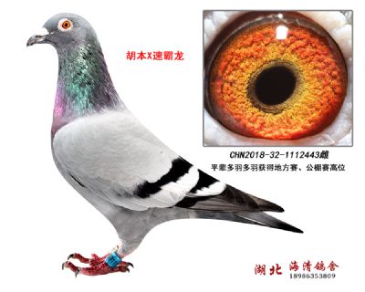 全友国际胡本X速霸龙443