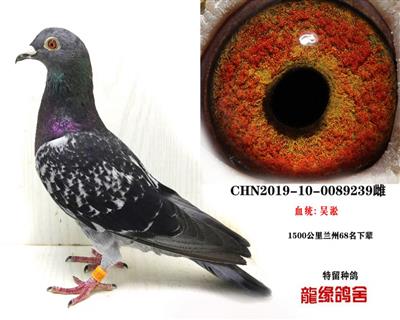 吴淞种鸽05