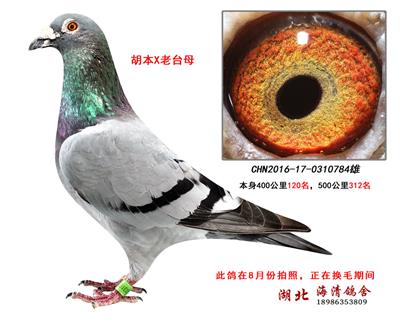 400公里120名,500公里312名