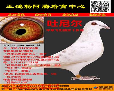实战种鸽《吐尼尔》黄金种雄