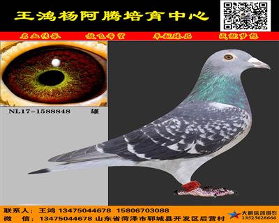 进口杨阿腾“多利“ 多重近亲