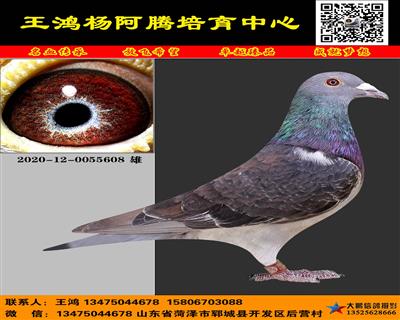 进口杨阿腾“多利“ 多重近亲