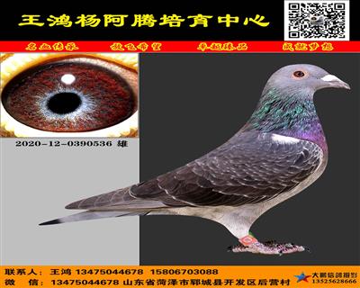 进口杨阿腾“多利“ 多重近亲