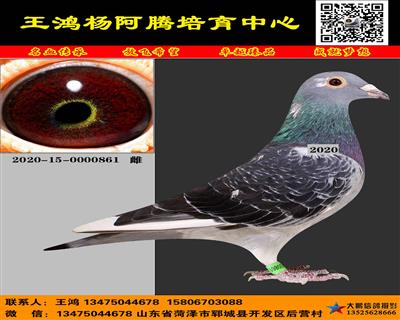 进口杨阿腾“多利“ 多重近亲
