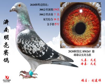 10 明亮 特比 850265 雄