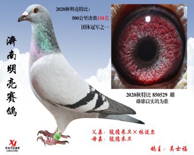 11 明亮 特比 850529 雌