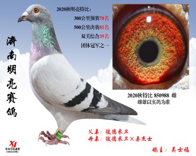 18 明亮 特比 850988 雌