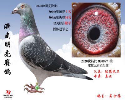 19 明亮 特比 850987 雄