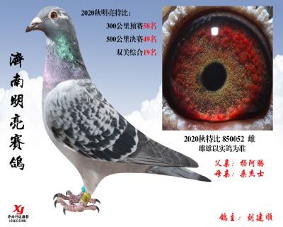 20 明亮 特比 850052 雌