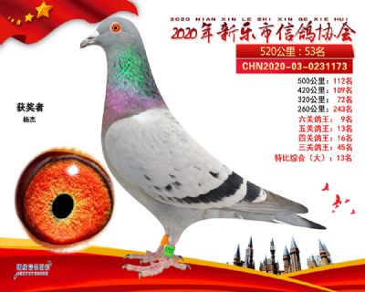 六关鸽王9名