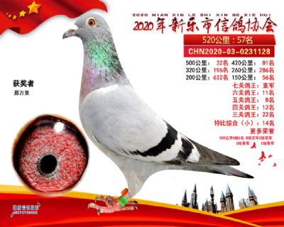 七关鸽王亚军