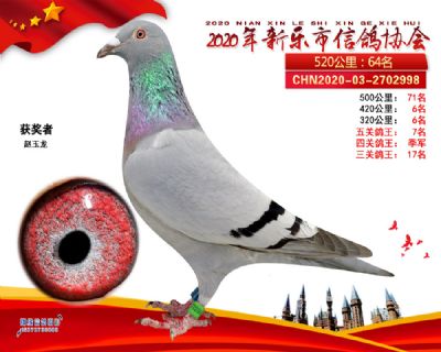 四关鸽王季军