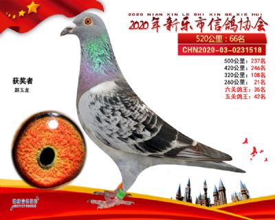 六关鸽王35