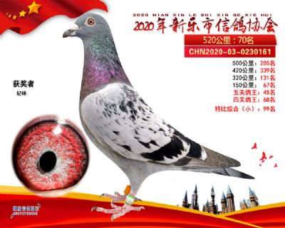 五关鸽王45