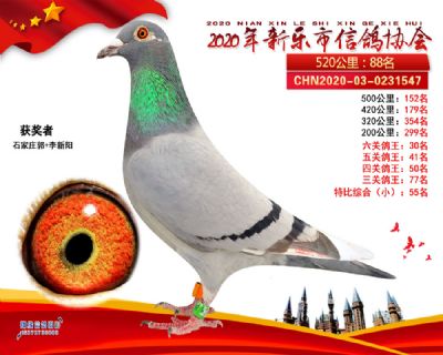 六关鸽王30