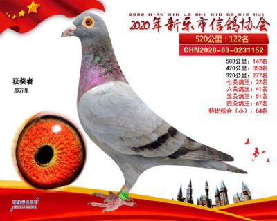 七关鸽王22