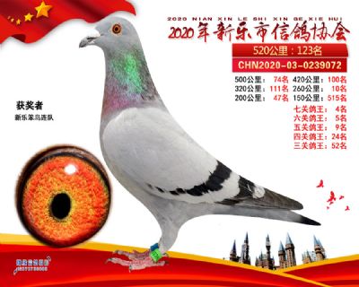 七关鸽王4名