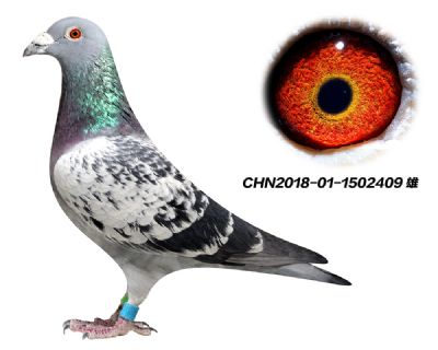 原环子代 杨欧瓦克484 特留种鸽