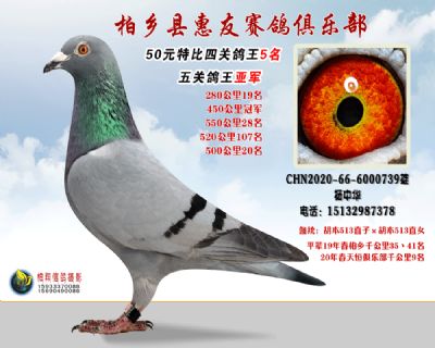 50元特比四关鸽王:5名
