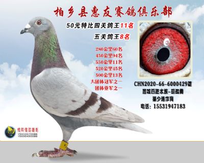 50元特比四关鸽王:11名