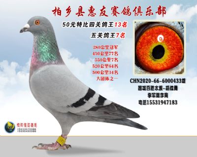 50元特比四关鸽王:13名