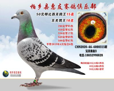 50元特比四关鸽王:15名