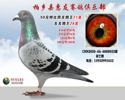 50元特比四关鸽王:21名