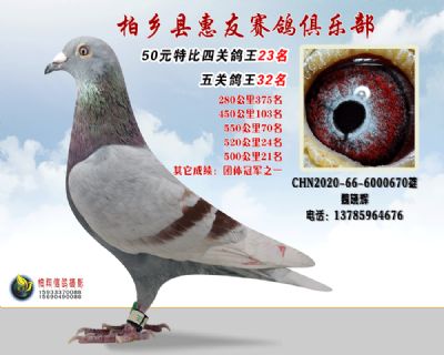 50元特比四关鸽王:23名