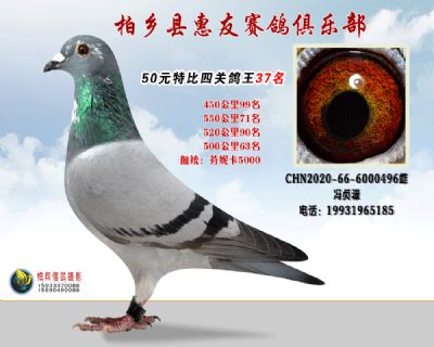 50元特比四关鸽王:37名