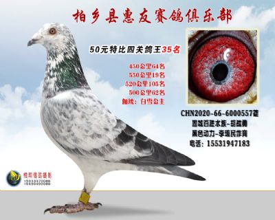 50元特比四关鸽王:35名