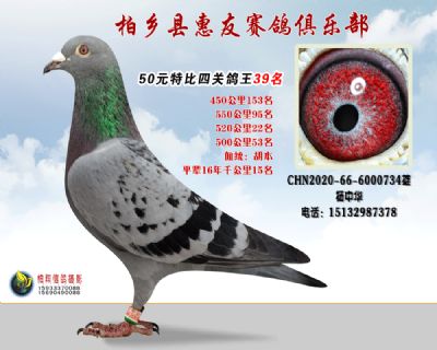 50元特比四关鸽王:39名