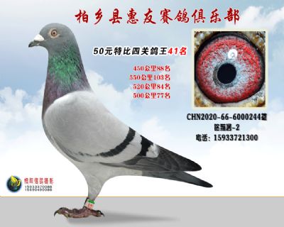 50元特比四关鸽王:41名