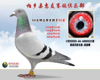50元特比四关鸽王:55名