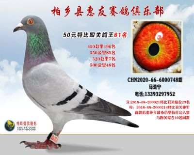 50元特比四关鸽王:61名