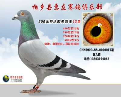 500元特比四关鸽王:13名