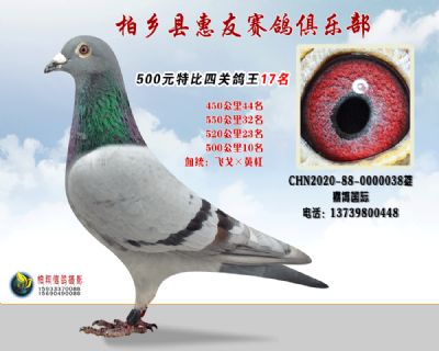 500元特比四关鸽王:17名