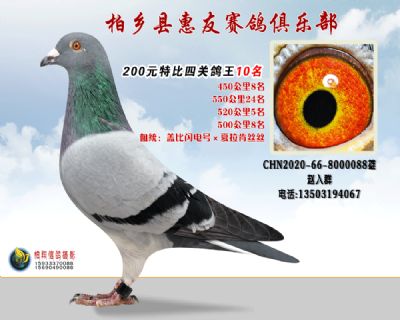 200元特比四关鸽王:10名