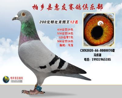 200元特比四关鸽王:12名