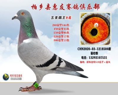 五关鸽王:9名