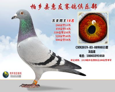 五关鸽王:18名