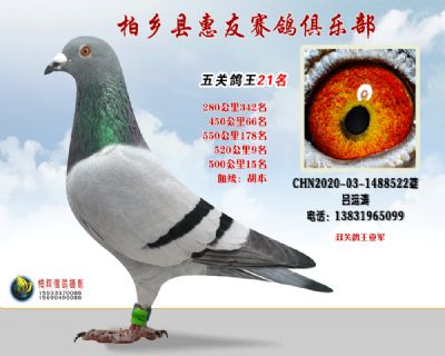 五关鸽王:21名