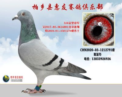 550公里亚军