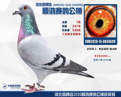 決賽7名,鴿王冠軍